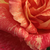 Roz - galben - Trandafir teahibrid - Mediterranea